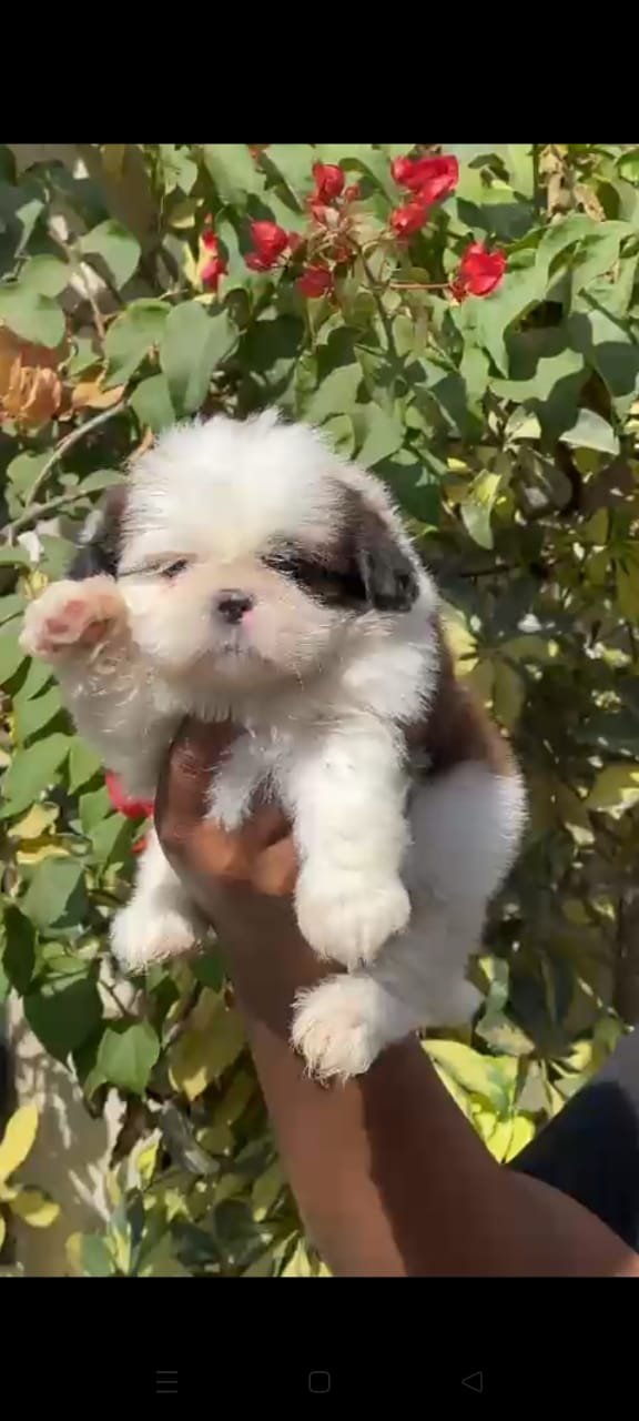 Order Female  Shih Tzu Puppy from Chennai